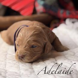 Adelaide - Red and white female Cockapoo puppy in Alexandria, Alabama from Bright and Beautiful Cockapoos and Doodles