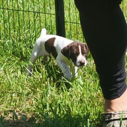 Boy 3 - Liver and white German Shorthaired Pointer puppy in New Kent, Virginia from Stevens Shorthairs