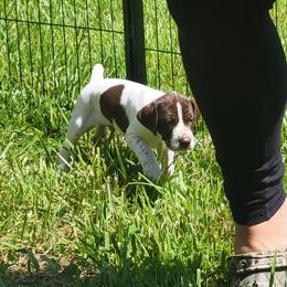 Boy 3 - Liver and white German Shorthaired Pointer puppy in New Kent, Virginia from Stevens Shorthairs