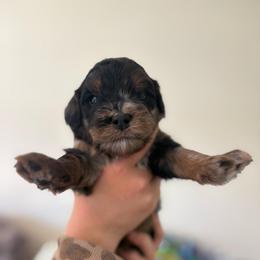 Whiskey - Blue merle male Bernedoodle puppy in Carlotta, California from Lost Coast Bernese Mountain Dogs