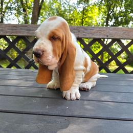 Ava - Red and white female Basset Hound puppy in Denison, Texas from Emma Lou's Baby Bassets