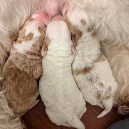 Girl 1 - Parti female Goldendoodle puppy in Bradenton, Florida from Christianna’s Mini Goldendoodles