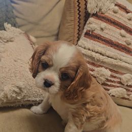 Cavalier King Charles Spaniel and Cavapoo Puppies from Moongate Cavaliers