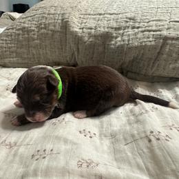 Light Green - Red tri-color female Australian Shepherd puppy in Bethel, Minnesota from Aussie Tree-O