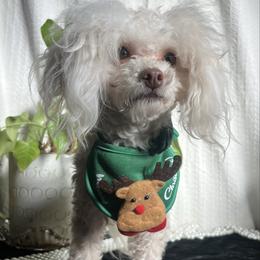Grandpa - Cream male Assorted Doodle Crosses puppy in Hesperia, California from House of Poodles