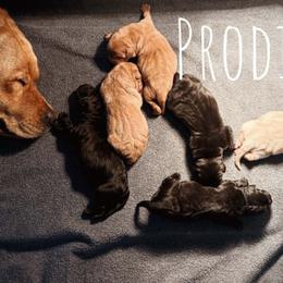 Labrador Retriever and Poodle Puppies from Prodigy Therapy Dogs