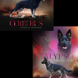 Zane - Black male German Shepherd puppy in Coarsegold, California from Yosemite Shepherds