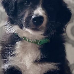 Border Collies from Hart Farm Border Collies