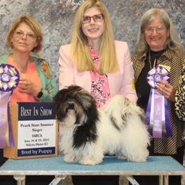 Heart - Havanese