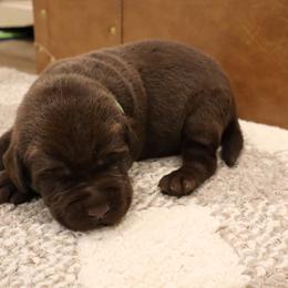 Dodge - Chocolate male Labrador Retriever puppy in Camden, Indiana from Camden's Caring Canines
