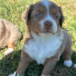 Boy 3 - Red merle male Miniature Australian Shepherd puppy in Amarillo, Texas from Duclops Ranch Aussies
