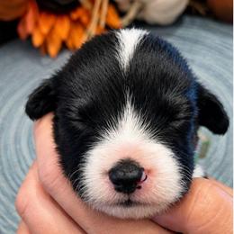 Male 5 - Black tri-color male Assorted Doodle Crosses puppy in Mouth Of Wilson, Virginia from Holly Ridge Aussies, Aussiedoodles & Corgis