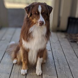 Australian Shepherds from Telltale Australian Shepherds