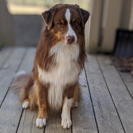 Australian Shepherds from Telltale Australian Shepherds