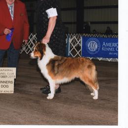 Frank - Border Collie