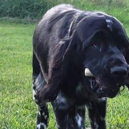 Remus - English Springer Spaniel