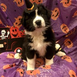 Australian Shepherd and Collie Puppies from Nicara kennel