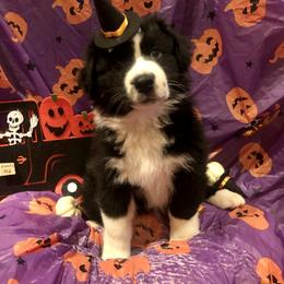 Australian Shepherd and Collie Puppies from Nicara kennel