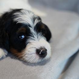 Aussiedoodle and Bernedoodle Puppies from VESBACH DOODLE VALLEY FARMS