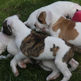 American Bulldog Puppies from Ferocia Kennels