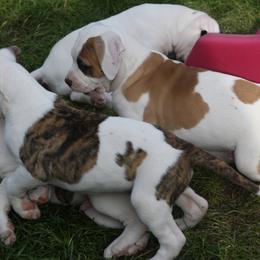 American Bulldog Puppies from Ferocia Kennels