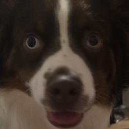 Leo - Miniature Australian Shepherd