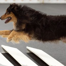 Australian Shepherds and Swedish Vallhunds from SunFire Kennel