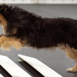 Australian Shepherds and Swedish Vallhunds from SunFire Kennel