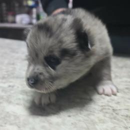 Zyah Rae - Merle female Pomsky puppy in Fairfield, Vermont from Pomskies of Vermont