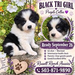 Purple Collar - Black tri-color female Australian Shepherd puppy in Stayton, Oregon from Russell Ranch Aussies