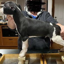 Pepe - White and black Whippet puppy in Erving, Massachusetts from Mariki Hounds