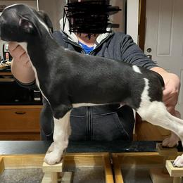 Pepe - White and black Whippet puppy in Erving, Massachusetts from Mariki Hounds