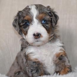 Pippen 'Pip'- Purple Collar Female - Blue merle female Bernedoodle puppy in Katy, Texas from Bluebonnet Bernedoodles of Southeast Texas