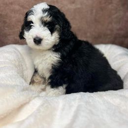 Bernedoodle Puppies from Bernedoodle Bunch