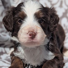Grey collar aka Wave - Tri-color male Bernedoodle puppy in Connecticut from Valley View Doodles