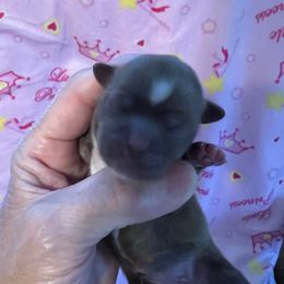 Purple collar - Ruby - Liver and white female Shorkie puppy in Mays Landing, New Jersey from Fancy Paws Shorkies & Shih Tzus