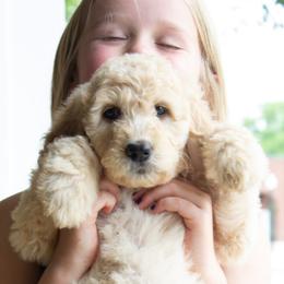 Goldendoodle Puppies from Penny and The Pups