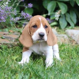 Sadie (Daisy) - Brown and white female Basset Hound puppy in Idaho from Welcome Home Bassets