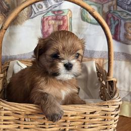 Lhasa Apsos from Pawjama Kennel