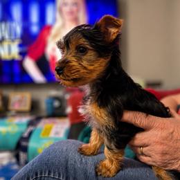 Boone - Black and gold male Morkie puppy in Cleveland, Tennessee from Moody’s Morkies and More