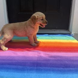 Lily - Golden female Golden Retriever puppy in Wind Gap, Pennsylvania from Supreme Goldens