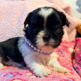 Hannah - Black and white female Shih Tzu puppy in Hemet, California from Aloha Shih Tzu