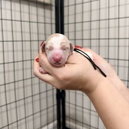 Enzo (Black Band) - Parti male Labradoodle puppy in Plainfield, New Jersey from Caris Paws Poodles and Labradoodles