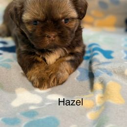 Hazel - Liver and white female Shih Tzu puppy in Jasper, Indiana from Jacob’s Spoiled Shih Tzu