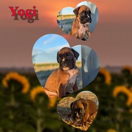 Yogi - Fawn male Boxer puppy in Mountain Home, Idaho from LJK Boxers & Toy Aussies
