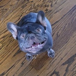 Nova - French Bulldog