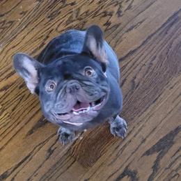 Nova - French Bulldog