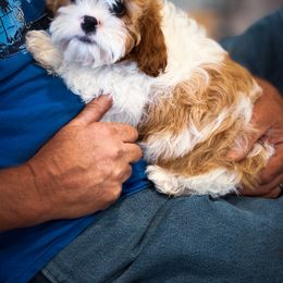 Cavapoo, Cavapoochon, and Companion Cross Puppies from Habibi Bears