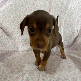 Girl 1 - Brown and white female Beagle puppy in Galax, Virginia from Dells  Dachshund’s