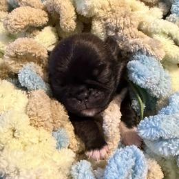 Lucy (green) - Silver female Pug puppy in Hereford, Arizona from Broken Road Ranch Pugs